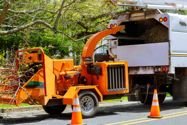 Best Leaf Removal  in Half Moon, NC